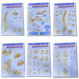 Biotronix Paraffin Waxbath Therapy Small Physiotherapy and Rehabilitation Device Make in India With MCB Circuit  Device Protection